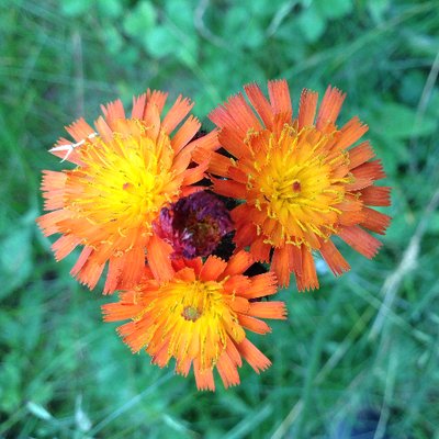 Profile Picture of Eric Pfalzgraf (@EricPfalzgraf) on Twitter