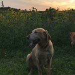 Profile Picture of Oscar Holt (@oscar_thegoodboy) on Instagram