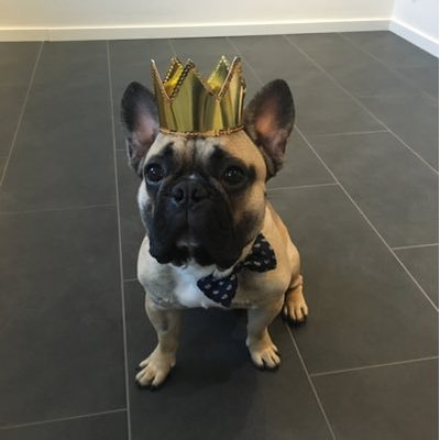 Profile Picture of Rey The Frenchie (@rey_dyberg) on Twitter