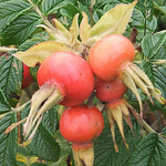 Profile Picture of Miriam Shadis (@mshadis) on Flickr