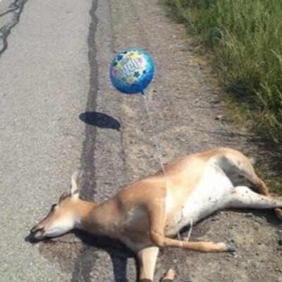 Profile Picture of John Sippel Jr (@FFJsippel) on Twitter