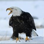 Profile Picture of Joseph LOKOLE (@lokolej) on Instagram