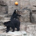 Profile Picture of Sheldon Ng (@sheldon_ng_) on Instagram