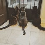 Profile Picture of FMF 🐱🐯🐺 (@farley.martin.finn) on Instagram