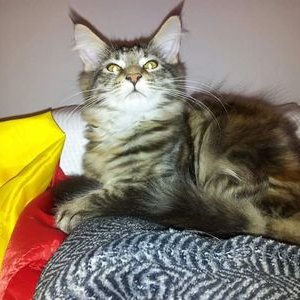 Profile Picture of Aaron Montemayor Leon (@AaronMontemayo4) on Twitter