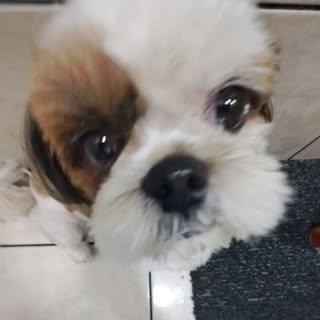 Profile Picture of toby (@ferrertoby_) on Instagram