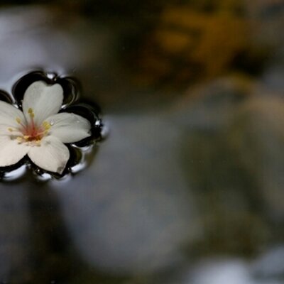 Profile Picture of Ashleigh Hahn (@HahnAshleigh) on Twitter