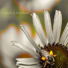 Profile Picture of Chris Fincham (@finchamc) on Pinterest