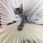 Profile Picture of Anne-Marie Palmieri (@annemarie.palmieri.5) on Instagram