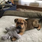 Profile Picture of Bentley and Dillinger (@bentleyjamesdillingerjones) on Instagram