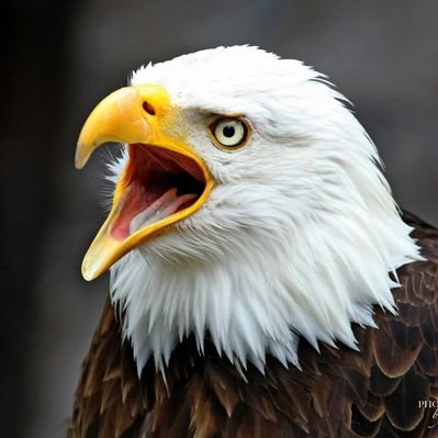 Profile Picture of Klaus-Peter Mink  ❌ (@MinkPeter) on Twitter