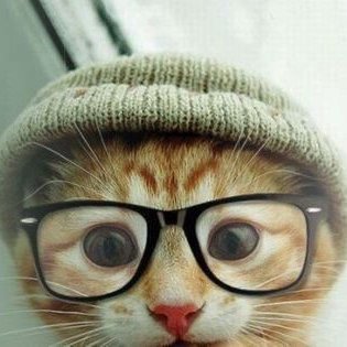 Profile Picture of Tom.azevedo.28 (@tomazevedo281) on Twitter