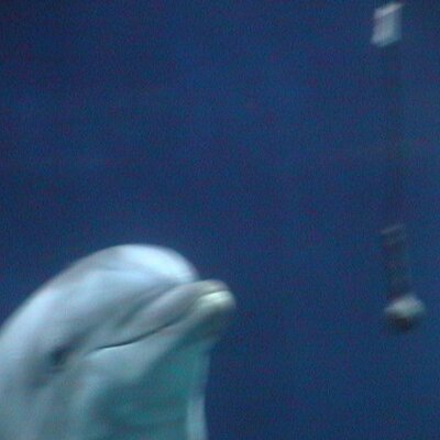 Sharon Marriott - Twitter Profile Picture of Sharon Marriott (@dolphin_75) on Twitter