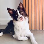 Profile Picture of Ted Bailey 🐶 Border Collie (@tails.of.ted) on Instagram