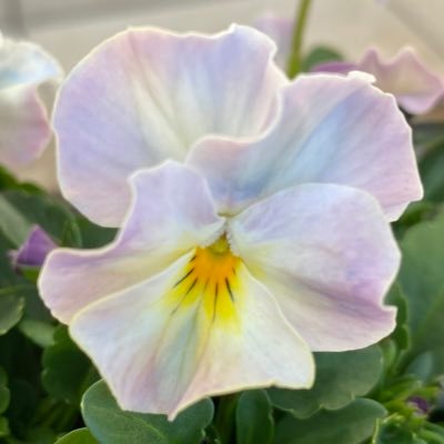 Profile Picture of Takako (@takako_sato1008) on Twitter