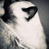 Profile Picture of Iris Allard (@@irisallard) on Tiktok