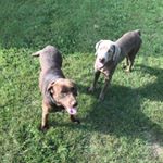 Profile Picture of Joseph Mastel (@better_call_joe_) on Instagram