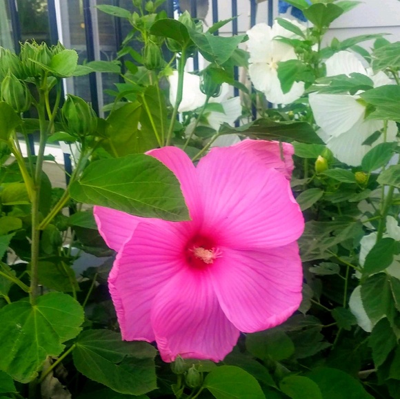 Profile Picture of Keri Frausto (@kfrausto63) on Poshmark