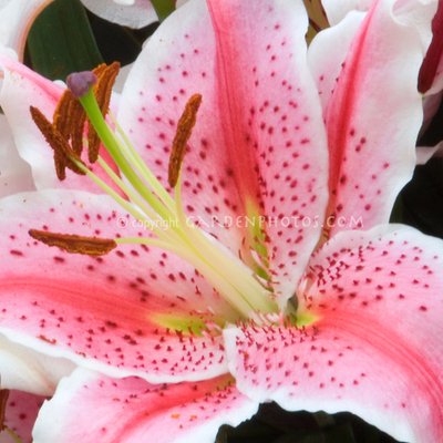 Profile Picture of LilyChen (@LilyChe58376767) on Twitter