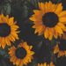Profile Picture of Anushri Kolhatkar (@Anushrikol13) on Pinterest