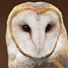 Profile Picture of Aidan Daniel Kerr (@aidandanielk) on Pinterest
