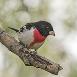 Profile Picture of Paul van Harte (@vanharte) on Flickr