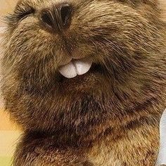 Profile Picture of Steve 'eager' Beaver (@eager_steve) on Twitter