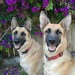 Profile Picture of Richard Perry (@germanshepherdpuppiesofflorida) on Instagram