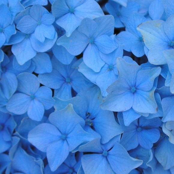 Profile Picture of Pamela Alvarez (@pamela108) on Poshmark