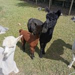 Profile Picture of Jason Tallent (@jason.tallent.965) on Instagram