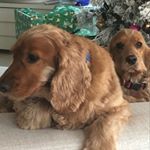 Profile Picture of Owner :eva (@kevinandtilly) on Instagram