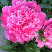 Profile Picture of Rachael Cain (@rachaelcain3566) on Youtube