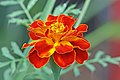 Profile Picture of Tagetes patulaon Wikipedia