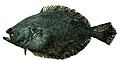 Profile Picture of Paralichthys adspersuson Wikipedia