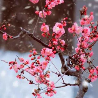 Profile Picture of Haixia Zhang (@Haixia-Zhang) on Facebook