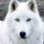 Profile Picture of Marsha Davis (@vision_wolf_art) on Instagram