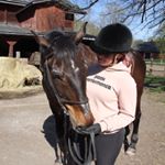 Ida Holmberg - Instagram Profile Picture of Ida Holmberg (@equestrian_ih) on Instagram