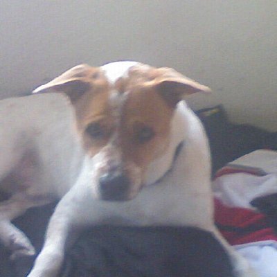 Profile Picture of Michael Dumlao (@KingRoflz) on Twitter