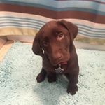 Profile Picture of Sam Canova (@canovasam) on Instagram