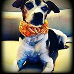 Profile Picture of Mike Castro (@mike_castro_pet) on Instagram