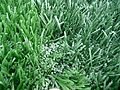 Profile Picture of Artificial turfon Wikipedia
