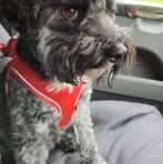 Profile Picture of Steve Vowles (@Steve-Vowles) on Facebook