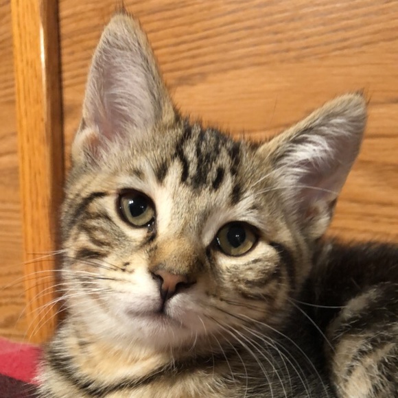 Simone Mcnairn-hart - Poshmark Profile Picture of Simone Mcnairn-hart (@sim479) on Poshmark