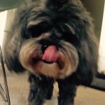 Profile Picture of Hayes Sherman (@scar_the_dog) on Instagram