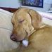 Profile Picture of Buster Vorzimer (@buster.vorzimer) on Facebook