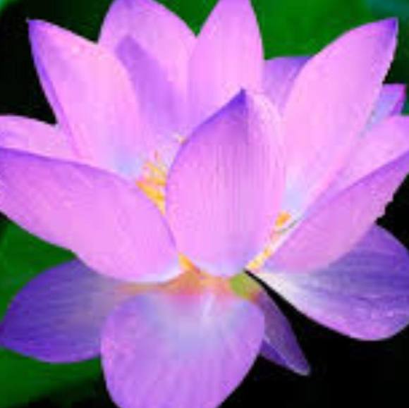 Profile Picture of Andrea Wright (@ahwright71) on Poshmark