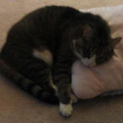 Profile Picture of Aaron Underwood (@iialpha) on Twitter