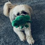 Profile Picture of Jeffrey Barry Wood🐶 (@jeffreythelhasa) on Instagram
