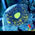 Profile Picture of alexander_burnsw (@alexander_burnsw) on Instagram