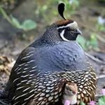 Profile Picture of Andrew Hama Lensky (@andrewhamalensky) on Instagram